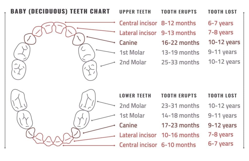 tooth eruption chart
