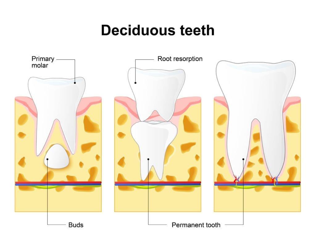 primary and permanent teeth