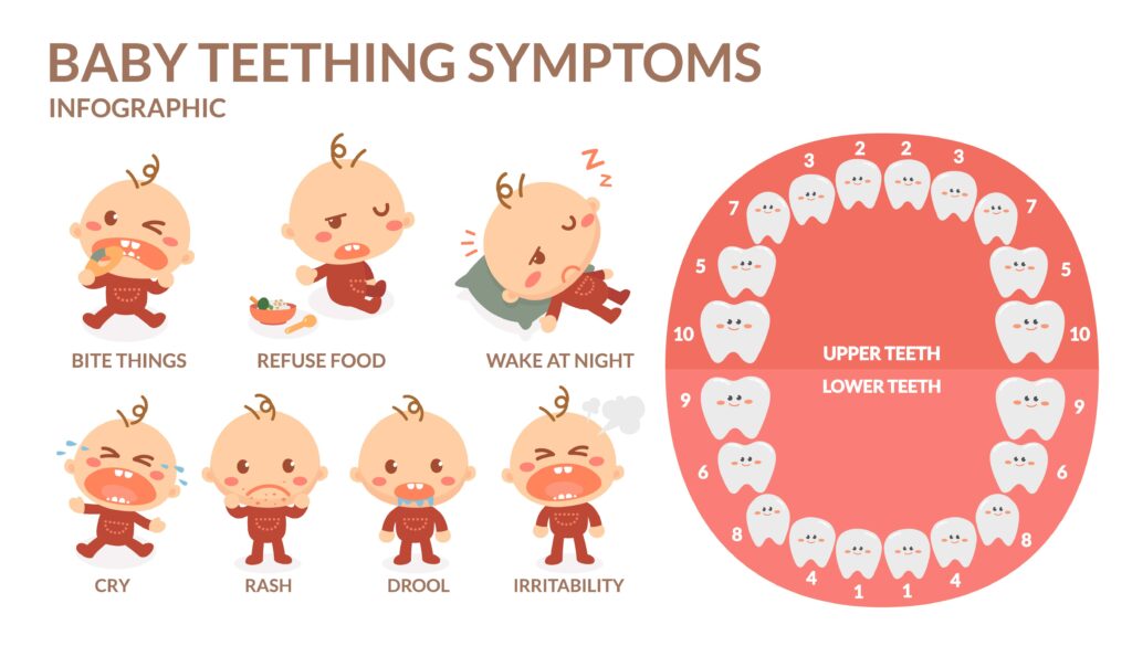 teething symptoms infographic