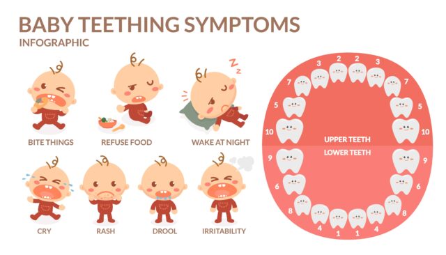 The 5 Stages Of Teething - Children's Happy Teeth